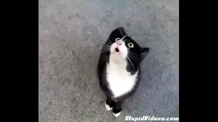 Много Смях ! Яка котка се оплаква от скапания си живот :d 