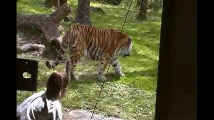 Siberian Tiger Feeding Exhibit At The Bronx Zoo