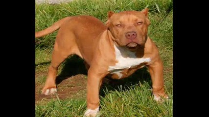 Pitbull