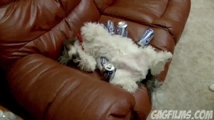 Puppy Hangover