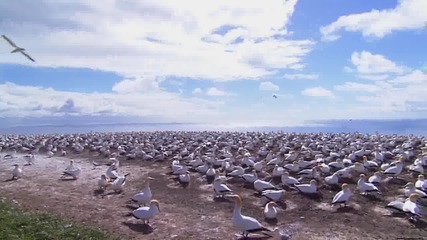 [hq] Wildlife Див Живот - Природата [ h Q ]