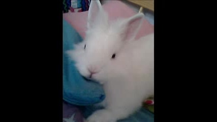 Bunny
