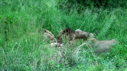 Лъвове убиват зебра (16+) ! 