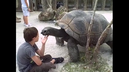 When tortoises Attack!!!! -