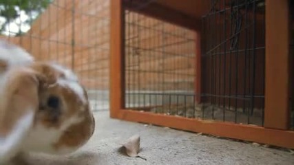 Малко зайче си играе с листо