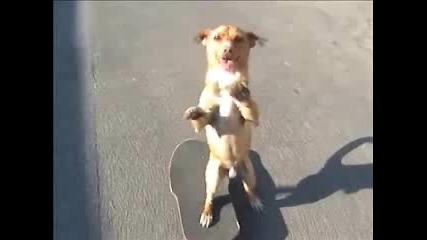 Куче кара кара скейт 