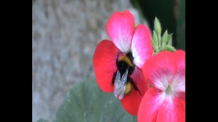 Пчеличка ,която заснех в моя двор на село-горна Диканя