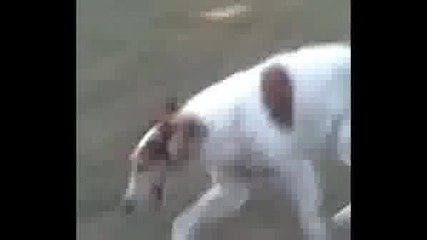 Greyhound Www.dog - Ejdan.com