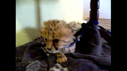 Малко новородено леопардче