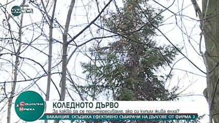 Какво коледно дърво да изберем за празника?