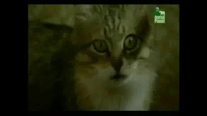 Животните в Чернобил - 4 част