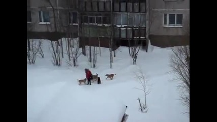 Мъж спасява жена от глутница кучета