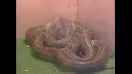 Змия и мишка - приятели 