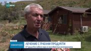 Лечение с помощта на пчелни продукти: Какво представлява апитерапията?