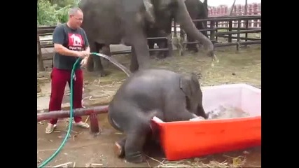 Малко слонче си взема вана