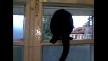Котка лае.