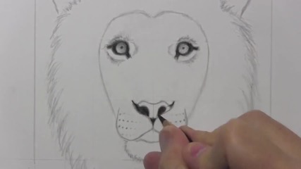 Drawing Time Lapse_ Lion