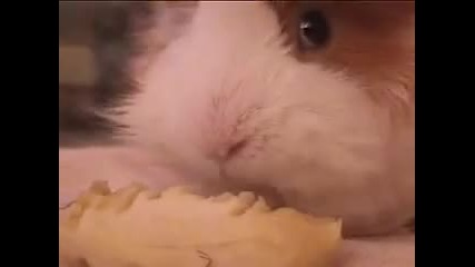 Guinea Pig eating a banana 