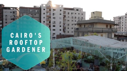 The roof gardens battling against Cairo's pollution