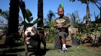 Pitbulls For Sale American Bullies Bully Show working protection dogs 