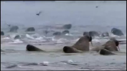 Полярна мечка убива морж