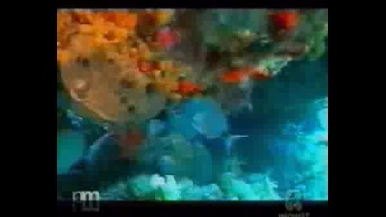Pasca Submarina G. Dapiran U. Pellizzari