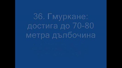 76 Истини За Сините Китове