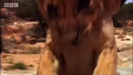 Spotting strange lions - Pride - Bbc animals 