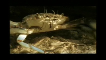 Discovery - Крокодили убийци - 1част