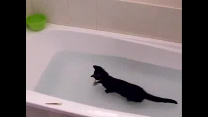 А казват , че котките мразели водата... 