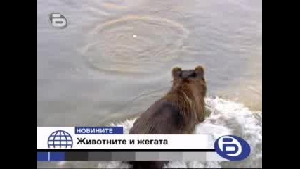 Как животните се справят в жегите