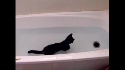 Тази котка обича водата