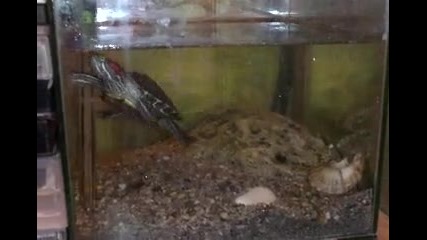 костенурката в действие 