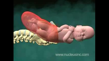 3d Анимация - Как Се Ражда Бебето