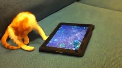 Коте лови виртуални рибки