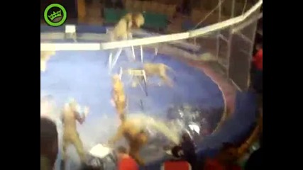 Лъв напада човек в цирка - Не е за хора със слаби сърца