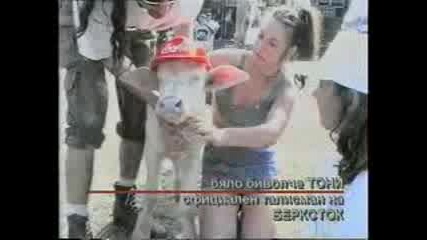 Berkstock - 1998 - Бялото Биволче Тони