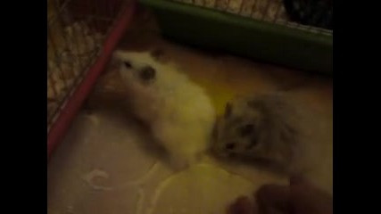 ludite malki bratq hamstercheta