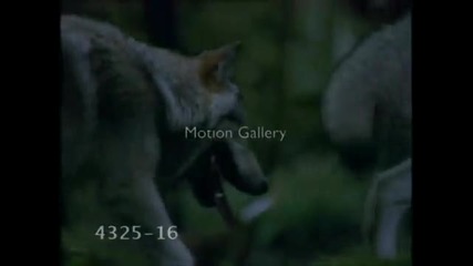 Wolf Song (just call my name I_ll be there)