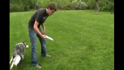 Dog Training
