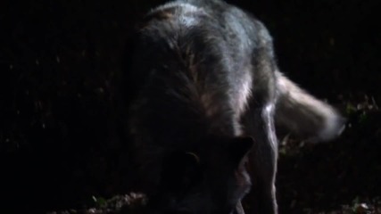 True Blood season 3 Postmortem - Full Moon Rising.
