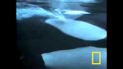 Killer Whale vs. Sea Lions (hq) косатките срещу морските лъвове