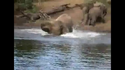 Крокодил напада слон
