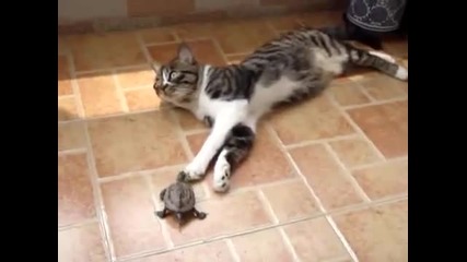 Морска Костенурка Иска Да Бъде Приятел С Котка ! 