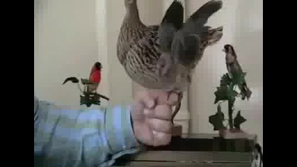 Гоpе pъцeтe