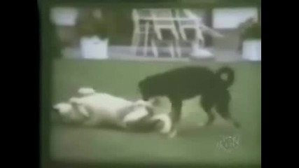 Животинска Любов