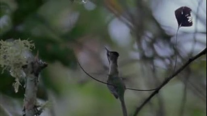 Любовната игра на колибрито 