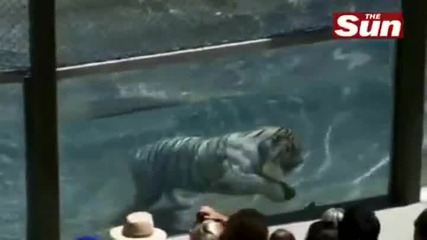 Тигър се прави на водолаз
