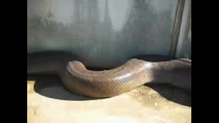 Огромна Змия Ухапва Фотографа