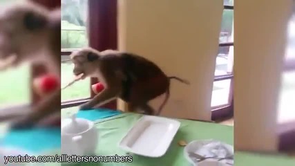Животни крадци смешна компилация